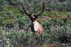 Brooks range, Alaska: young caribou - photo by E.Petitalot