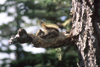 Alaska - squirrel on a tree - photo by E.Petitalot