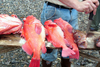 Alaska - Ketchikan: Fishing with Baranoff (photo by Robert Ziff)