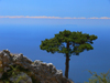 Llogara National Park, Vlor country, Albania: pine tree and the Adriatic sea - photo by J.Kaman