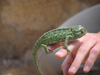 Algeria / Algerie - El Abiod - Batna wilaya: Chameleon - photo by J.Kaman