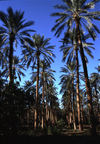 Algeria / Algrie - Biskra: in the palm groves, where the Deglet Nur date is produced - photo by C.Boutabba