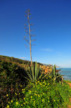 Tipasa, Algeria / Algrie: spike of flowering Century Plant (Maguey, Agave americana) - flower | agave amricain - tige florale - photo by M.Torres