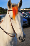 Sidi Fredj  / Sidi-Ferruch - Alger wilaya - Algeria: a white horse in the car park, waiting for the children | un cheval au parking, attendant les enfants- photo by M.Torres