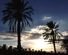 Algeria / Algrie - Biskra: Sunset and palm trees - photo by C.Boutabba