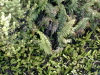 Amsterdam island: ferns cover the forest floor (photo by Francis Lynch)