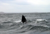 Argentina - Patagonia - Puerto Madryn - Valdez Peninsula (Chubut): whale (photo by N.Cabana)