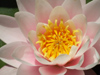 Argentina - Buenos Aires - Jardin Botanico, Carlos Thays, Palermo - water lilly - images of South America by M.Bergsma