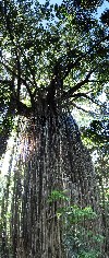 Australia - Australia - Queensland: curtain fig - photo by Angel Hernandez