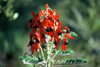 Australia - Northern Territory: Sturt's Desert Pea - Floral Emblem of South Australia - photo by  Picture Tasmania/Steve Lovegrove