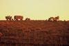 Australia - South Australia: hay harvest - photo by Picture Tasmania/Steve Lovegrove