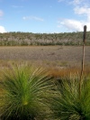 Australia - Fraser Island (Queensland): swamp along Woralie road - photo by Luca Dal Bo