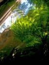 Australia - Carnarvon Gorge NP (Queensland): Ward's Canyon - photo by Luca Dal Bo