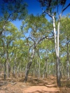 Australia - Cape Melville NP (Queensland):Bathurst Bay Road - photo by Luca Dal Bo