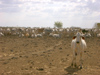 Australia - Nardoo - Burketown Road (Queensland): cattle - photo by Luca Dal Bo