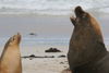 Australia - Seal Bay Conservation Park - Kangaroo Island (SA): male and female Australian sea lions - photo by R.Zafar