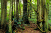 Blue Mountains, New South Wales, Australia: Mount Wilson rainforest - photo by G.Scheer