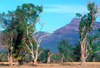 Grampians National Park, Victoria, Australia: Victoria Valley - eucalypti - photo by G.Scheer