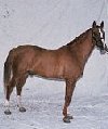 Karabakh horse