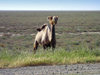 Azerbaijan - Salyan road - Salyan Rayonu: camel on the Kura plain - photo by F.MacLachlan