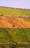 Azores / Aores - Remdios: pastagem de montanha (sebes de hortnsias) - photo by M.Durruti