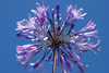 Belize - Seine Bight: lavendar passion flower - photo by Charles Palacio