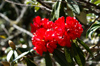 Bhutan - Paro dzongkhag - Red orchids, on the way to Taktshang Goemba - photo by A.Ferrari