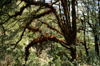 Bhutan - Paro dzongkhag - in the forest on the way to Taktshang Goemba - photo by A.Ferrari