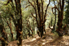 Bhutan - forest, on the way to Tango Goemba - photo by A.Ferrari