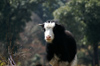 Bhutan - Young Yak, near Dochu La pass - photo by A.Ferrari