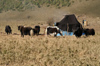 Bhutan - Yaks and tent - Phobjikha valley - photo by A.Ferrari