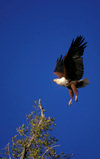 Okavango delta, North-West District, Botswana: African Fish Eagle alights on a branch - Haliaeetus vocifer - photo by C.Lovell