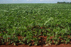 Brazil / Brasil - Dourados: soya fields / campos de soja (photo by Marta Alves)