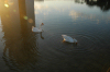 Brazil / Brasil - Brasilia: duck on the Congress pond / patos - Congresso - photo by M.Alves