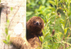 Brazil / Brasil - sloth holding a trunk / preguia agarrada a um tronco - mammal - fauna - photo by L.Moraes