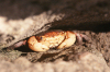 Brazil / Brasil - crab hidding on a rock - crustacean - fauna - photo by L.Moraes