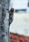 Olinda, Pernambuco, Brazil: urban monkey on a street light pole - Common marmoset with its white tufted-ears and long tail - Callithrix jacchus - Sagui-de-tufos-brancos - photo by M.Torres