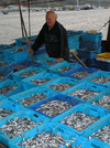 Sozopol: fisherman with his catch (photo by J.Kaman)