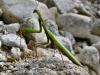 Melnik - Blagoevgrad province: Mantis religiosa - European mantis,  praying mantis, or praying mantid - Louva-a-Deus (photo by J.Kaman)