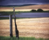 Canada / Kanada - Saskatchewan - Moose Jaw: old barbed wire fence, aged posts, crop in the field, trees on the hills - photo by M.Duffy