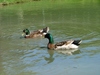 Lake Erie, Ontario, Canada / Kanada: Mallard ducks - Long beach park - photo by R.Grove