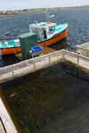 Canada 359 Haddock holding pen with fishing boat at the dock in Woods Harbour in western Nova Scotia, Canada - photo by D.Smith