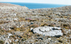 Canada - Beechey island (Nunavut): grave from the Franklin Expedition  (photo by G.Frysinger)