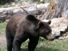 Canada / Kanada - Vancouver (BC): grizzly bear at Grouse mountain - 'Coola' - photo by Rick Wallace