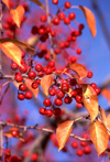 Canada / Kanada - Whitehorse (Yukon): berries grow on a dry subarctic climate / bagas (photo by F.Rigaud)