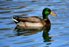 Canada - Ontario - male mallard - wild duck - Anas platyrhynchos - fauna - photo by R.Grove