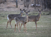 Canada - Ontario - White-tailed deer - Odocoileus virginianus - fauna - photo by R.Grove