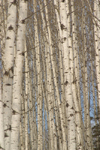 Canada / Kanada - Saskatchewan: scenic Northern Canada forest - trunks - photo by M.Duffy