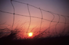 Canada / Kanada - Saskatchewan: colorful sunset seen through a fence - photo by M.Duffy