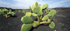 Guatiza, Lanzarote, Canary Islands: Cactus Pear - in a lava field - prickly pear - Opuntia ficus-indica - photo by W.Allgwer